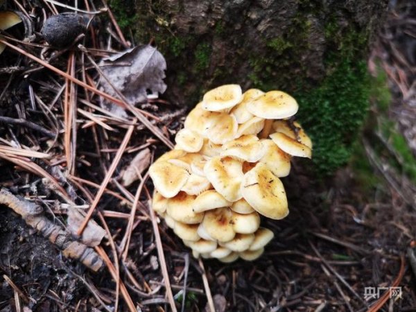 联华证券 光明时评：掘地三尺寻“野趣”？“打野”不能太野