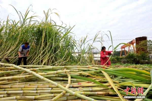 金股宝配资 统战赋能 江西玉山“甜蜜”产业激发乡村振兴新动能